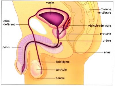 Troubles de l'appareil reproducteur masculin