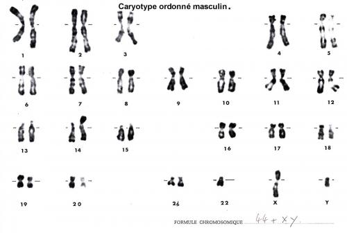 Caryotype