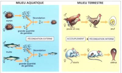 fécondation externe