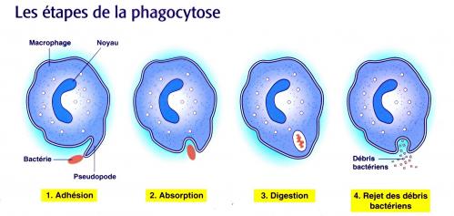 Phagocytose